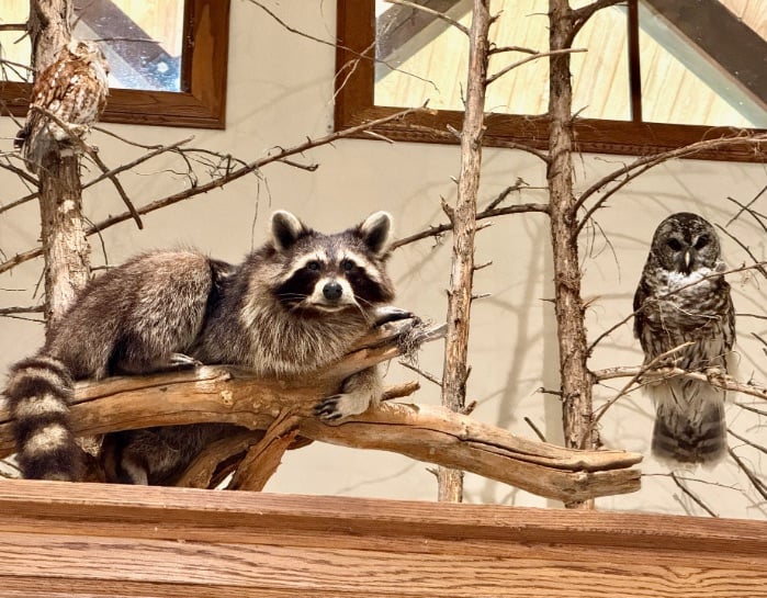 Hobbs State Park racoon and owls © Scott Kendall 