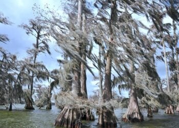Louisiana swampland © Pexels-Tom-Fournier