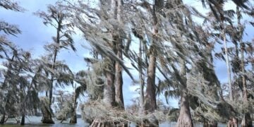 Louisiana swampland © Pexels-Tom-Fournier