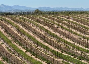 Eberle vineyard in Paso Robles © Scott Kendall