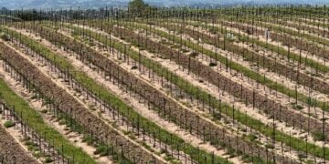 Eberle vineyard in Paso Robles © Scott Kendall