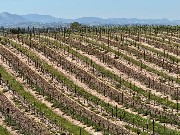 Eberle vineyard in Paso Robles © Scott Kendall
