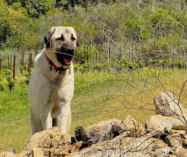 MAHA Villa Creek Rangar, the Turkish Boz, protecting his flock © Scott Kendall