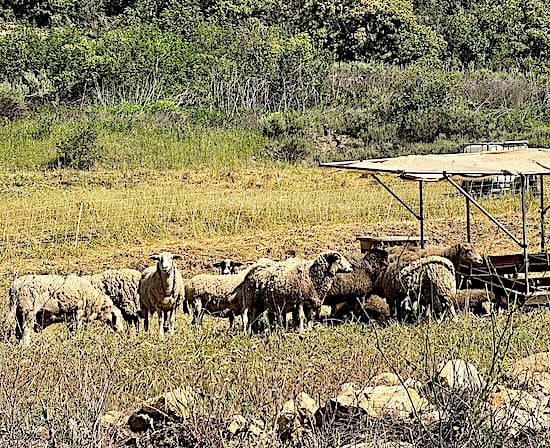 MAHA Villa Creek sheep © Scott Kendall