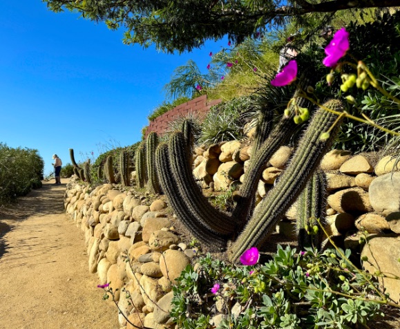 Botanical Gardens cactus in a row © Scott Kendall