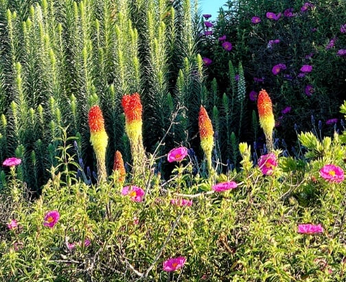 Botanical Gardens candy corn flowers © Scott Kendall 