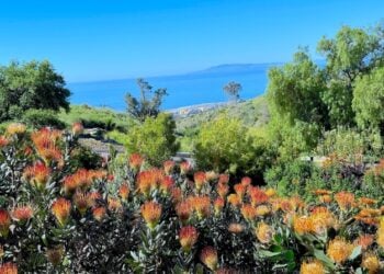 Botanical Gardens ocean view with spiked orange flowers © Scott Kendall