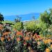 Botanical Gardens ocean view with spiked orange flowers © Scott Kendall