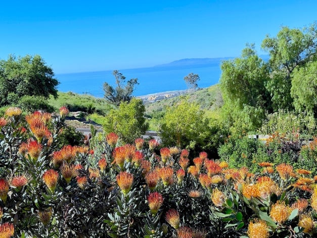 Botanical Gardens ocean view with spiked orange flowers © Scott Kendall