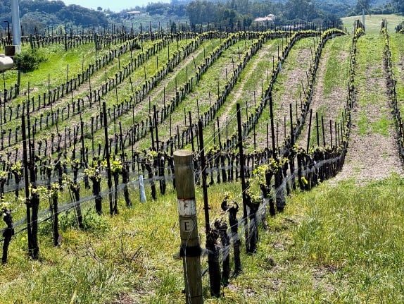Chamisal Vineyards view from patio © Scott Kendall