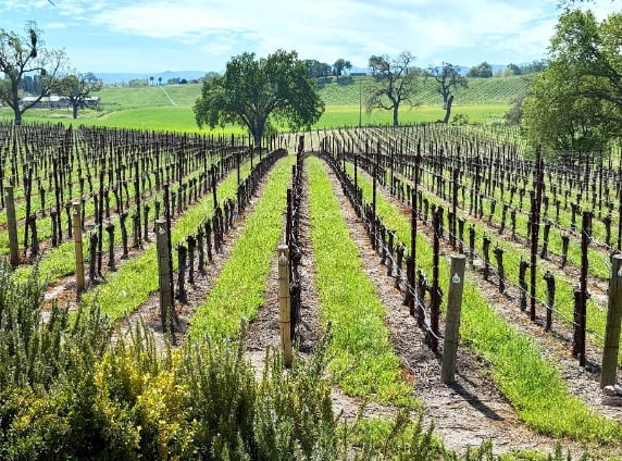 J Dusi vineyards, recognized as one of the best wineries in Paso Robles © Scott Kendall 
