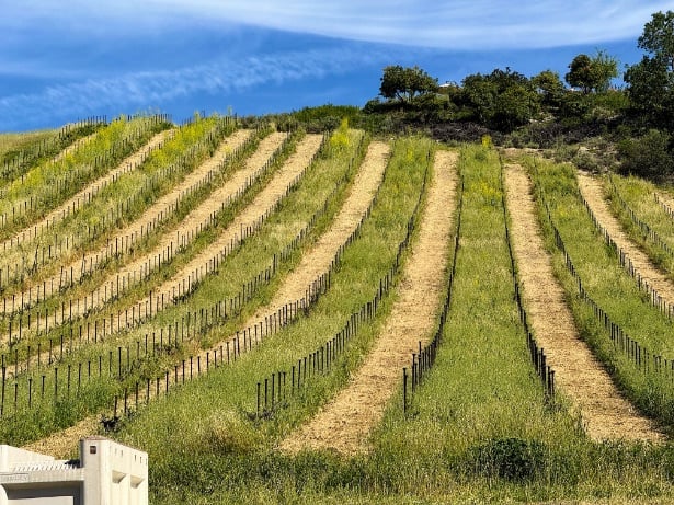 MAHA Villa Creek rows in vineyards with cover crops, another one of the best wineries in Paso Robles © Scott Kendall
