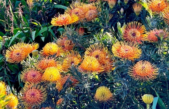 Orange and gold flowers © Scott Kendall