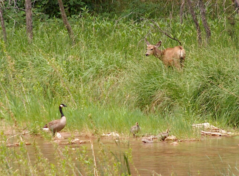 Duck and deer at Zion National Park © Scott Kendall