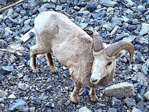 Ram at Gondola summit © Scott Kendall