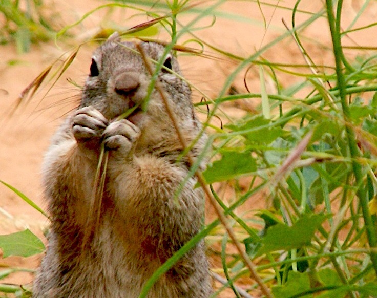 Ground Squirrel on Zion Riverside Trail © Scott Kendall
