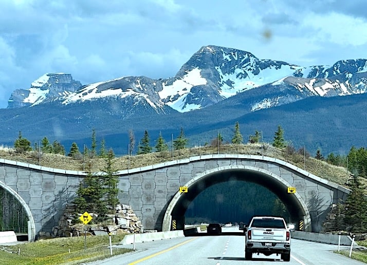 Wildlife bridge crossings have decreased the animals struck by vehicles dramatically © Scott Kendall