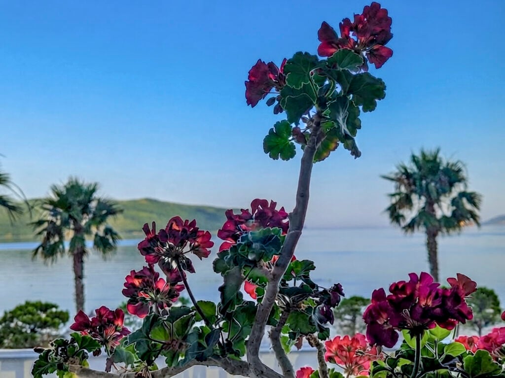 Geranium in our sea view vacation rental window © Mary Charlebois