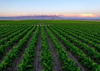 William Chris vineyards where "We grow wine" © William Chris