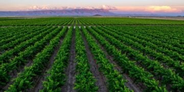 William Chris vineyards where "We grow wine" © William Chris