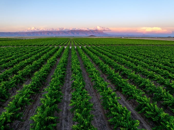 William Chris vineyards where "We grow wine" © William Chris