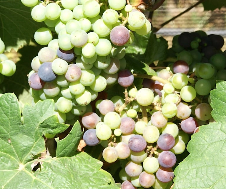 Grapes on the vine at William Chris © Scott Kendall