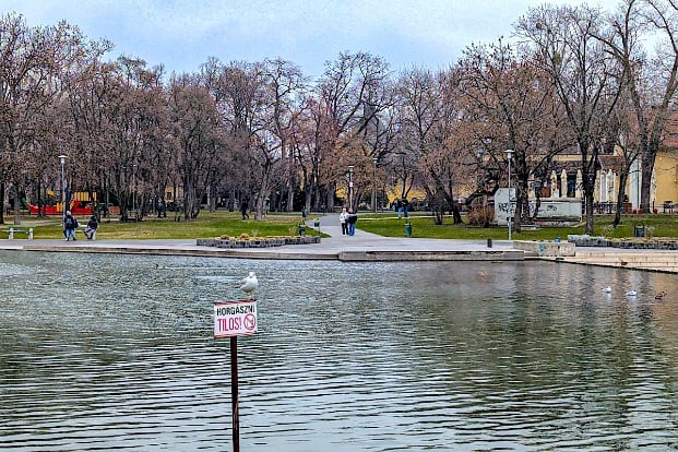 Seagulls in the lake in City Park © Mary Charlebois