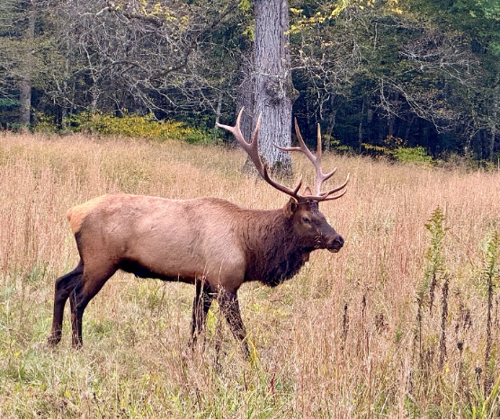 Cataloochee elk © Scott Kendall 