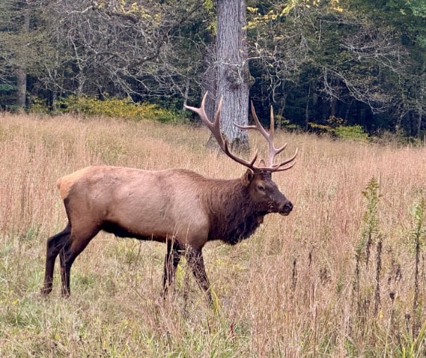 Cataloochee large elk © Scott Kendall