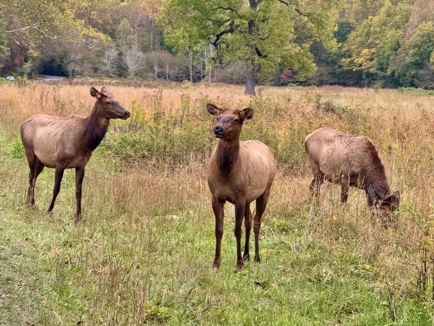 Cataloochee younger elk © Scott Kendall 