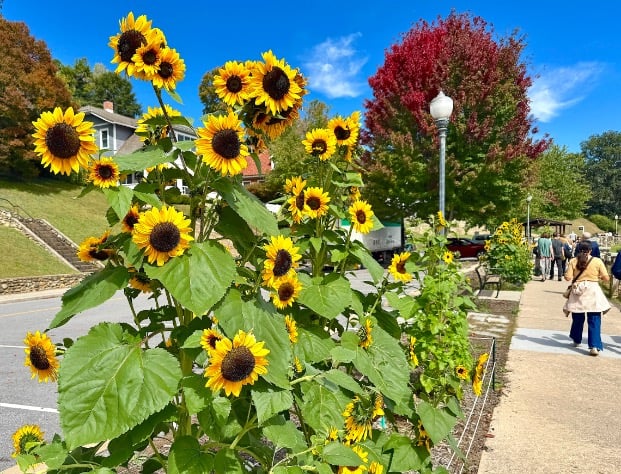 Lake Junaluska sunflowers © Scott Kendall 