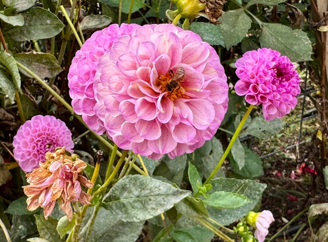 Ten Acre Garden flower with big pink ruffles © Scott Kendall 