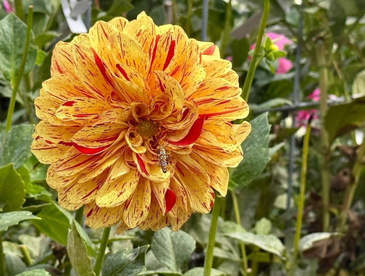 Ten Acre Garden yellow and red dahlia © Scott Kendall 