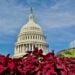 US Capitol dome above red foliage © Scott Kendall