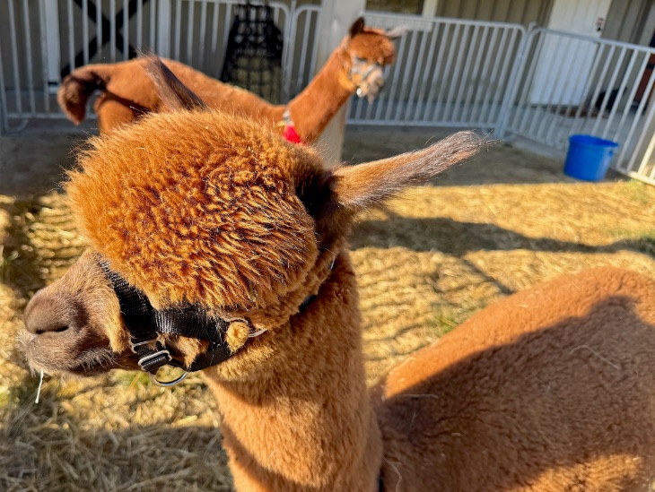 Winchester Creek Farms alpacas © Scott Kendall 