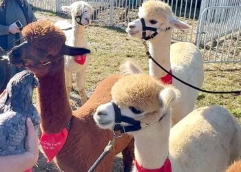 Winchester Creek Farms alpacas and chicken © Scott Kendall