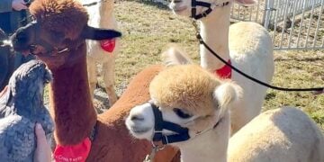 Winchester Creek Farms alpacas and chicken © Scott Kendall
